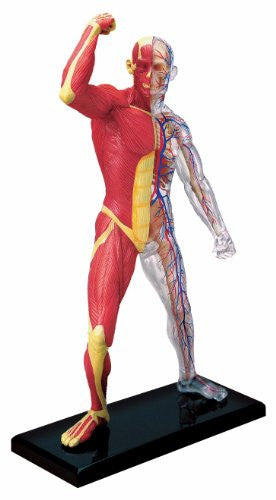 Human Anatomy - Human Muscle & Skeleton Model
