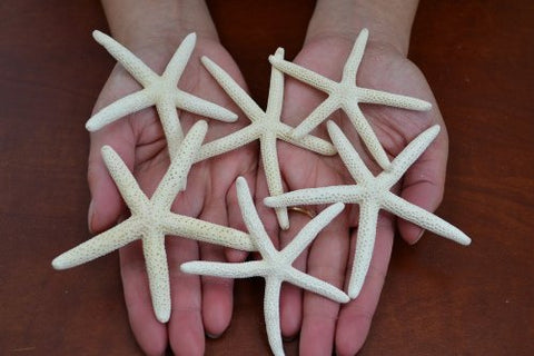 6 Pcs., White Pencil Starfish, Star Sea Shell Wedding Craft, 3 in. - 3.5 in.