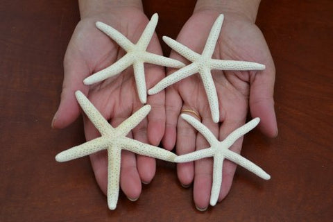4 Pcs White Pencil Starfish, Star Sea Shell, Wedding Craft, 3 in. - 3.5 in.