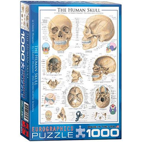 Human Skull 1000 pc 10x14 inches Box, Puzzle