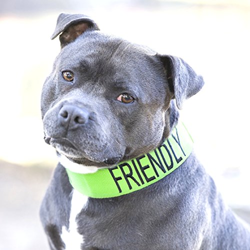 Friendly Dog Collars- Friendly Semi Choke Collar 18-28" x 1.5"