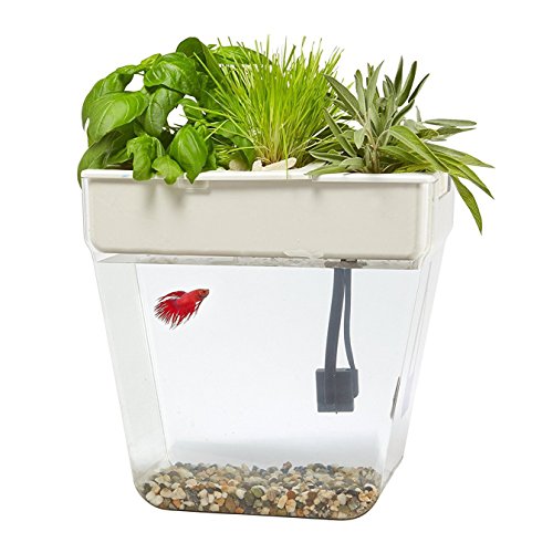 Water Garden: Self-cleaning fish tank that grows food (Regular Tank)