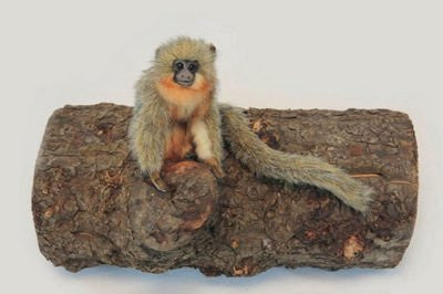 TITI MONKEY 7''L
