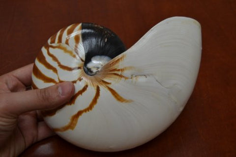 Large Tiger Chambered, Nautilus Sea Shell Decor, 7 in.