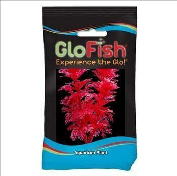 GLOFISH AMBULIA AQUARIUM PLANT - Small - Starfire Red