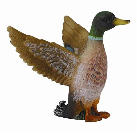 Mallard Duck (Male), S