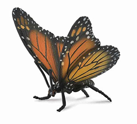 Monarch Butterfly, L