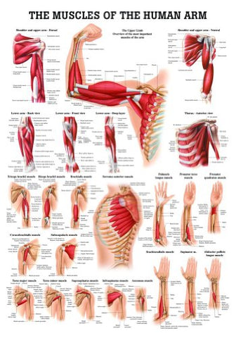 Muscles of the Arm Laminated Anatomy Chart