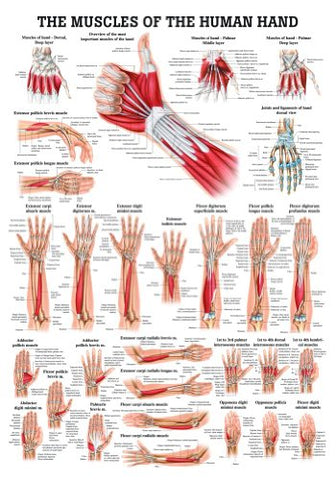 Muscles of the Hand Laminated Anatomy Chart
