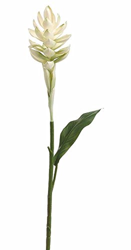Hawaiian Ginger in Cream 30.5" Tall with 8" Tall Flower