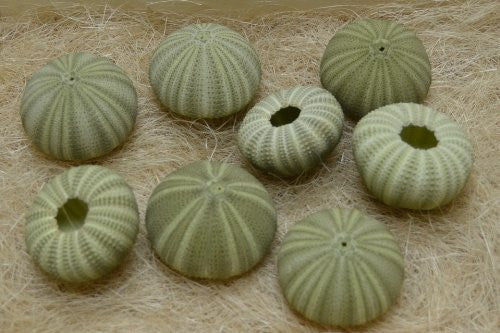8 Pcs., Green Sea Shell, Seashell Urchins, Beach Wedding Nautical