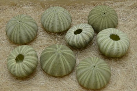8 Pcs., Green Sea Shell, Seashell Urchins, Beach Wedding Nautical