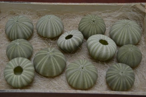 12 Pcs., Green Sea Shell, Seashell Urchins, Beach Wedding Nautical