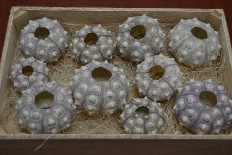 8 Pcs., Sputnik Sea Shell, Seashell Urchins, Beach Wedding Nautical