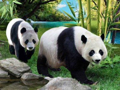 3D Poster Panda