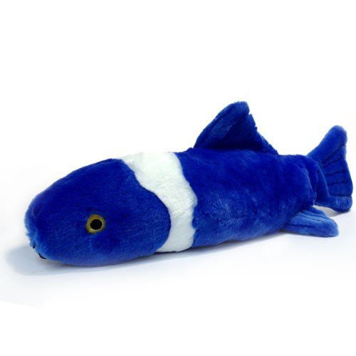 Gil Koi, 20" X-Large