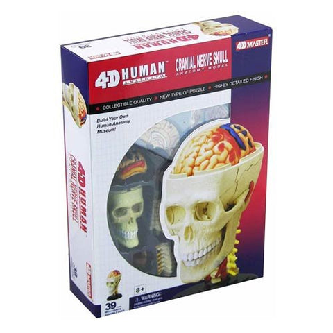 Human Cranial Nerve Skull Anatomy Model  4D
