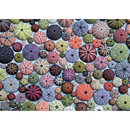 Piatnik 1000pc puzzle, Sea Urchins