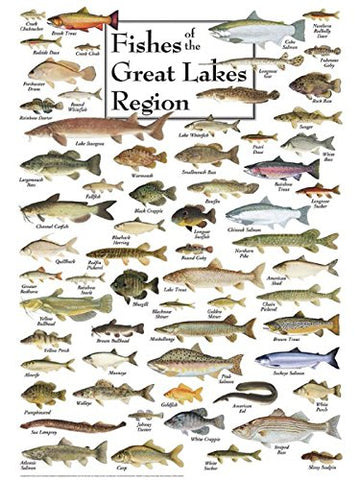 Fish of the Great Lakes - Jigsaw Puzzle - 550 piece - 18" x 24"