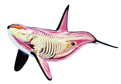 Orca Anatomy 4D
