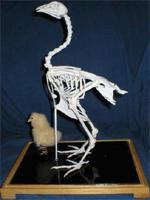 Chicken Skeleton with a chick