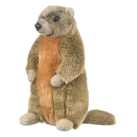 Yellow-Bellied Marmot