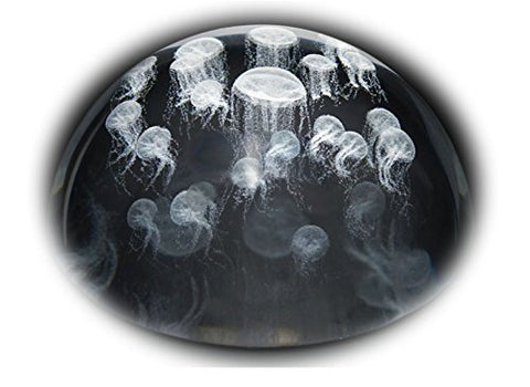 Crystal Dome - Sea Nettle Jellyfish 3" W (not in pricelist)