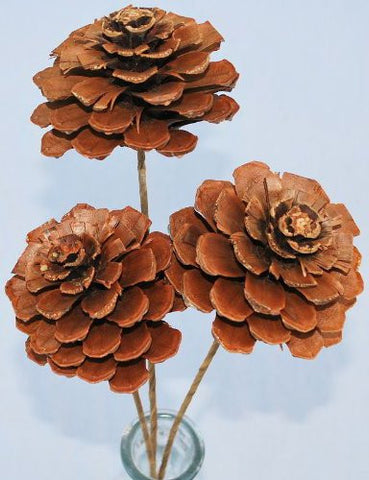 Pine Cone Roses - Single Bunch, Stemmed