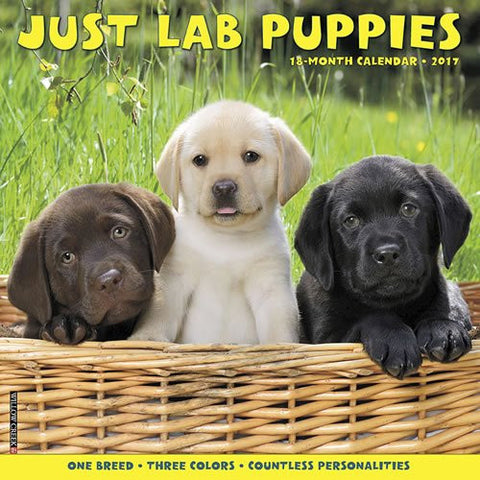 2017 Wall Calendars, Dog Breeds - Just Lab Puppies