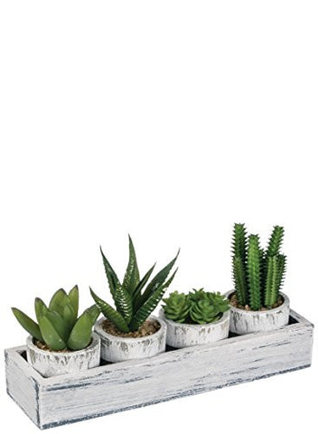 2.5"-4" CACTUS POT W TRAY