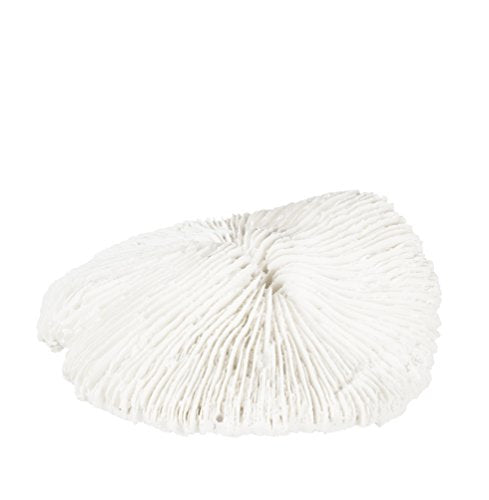 5.25" CORAL