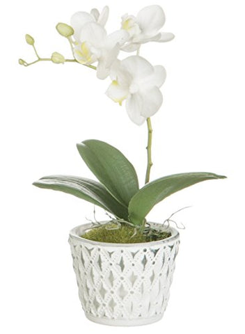 8" PHAL ORCHID POT