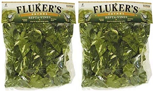 FLUKER FARMS REPTA VINE POTHOS GREEN 6 FT