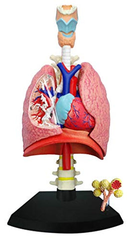 4-D Anatomy - Respiratory System