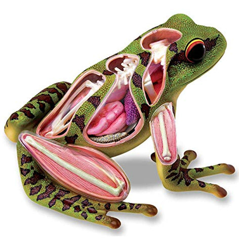 4D Frog