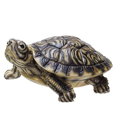 Yellow Belly Turtle