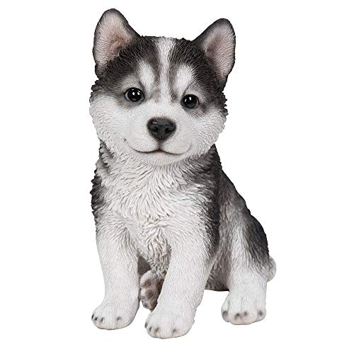 Husky Puppy